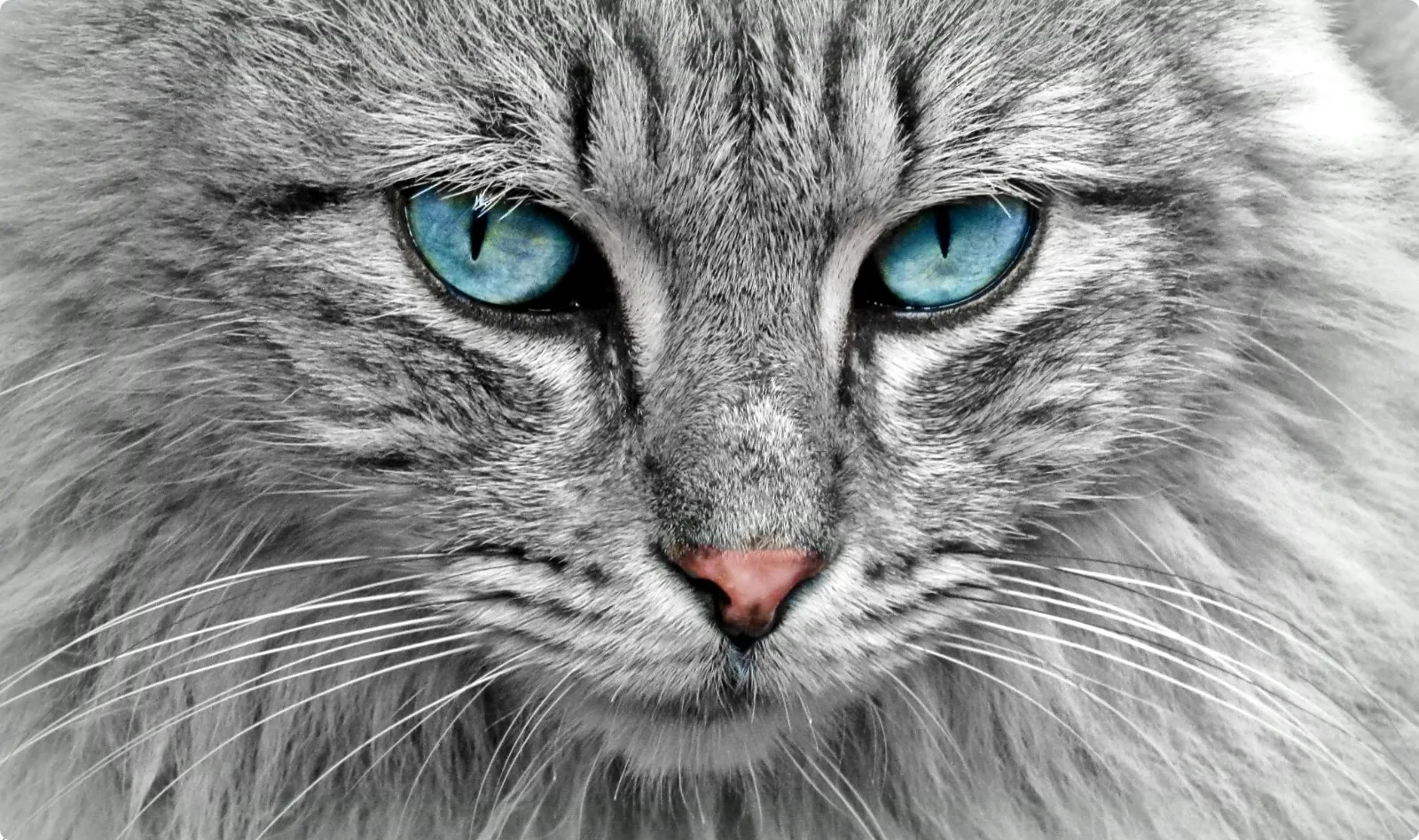 picture to line drawing - picture to line drawing - Original photo 2